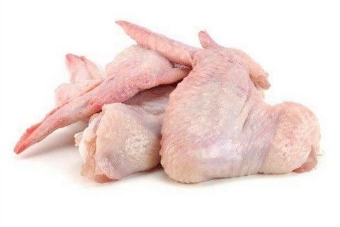 اجنحة ديك رومي العابد 